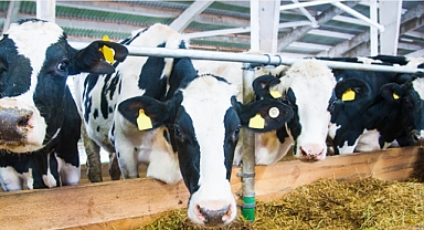 6 İlde Daha Hayvan Pazarları Açıldı