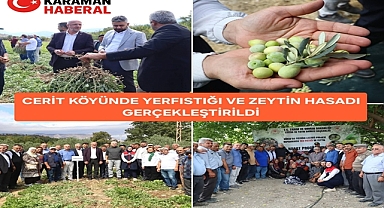 CERİT KÖYÜNDE YERFISTIĞI VE ZEYTİN HASADI GERÇEKLEŞTİRİLDİ