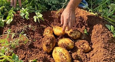 Karaman’da 3.200 Dekarlık Patates Tohumluğu Parselinde Sertifikasyon Kontrolleri Yapıldı