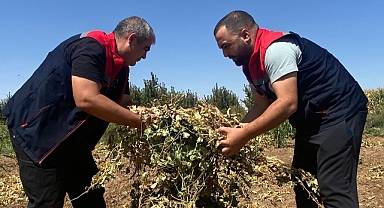 Karaman'da Tarım Arazilerinde Ürün Kontrolleri Devam Ediyor