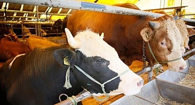 Şap Hastalığı Nedeniyle Kapatılan Hayvan Pazarları Karaman Dahil 38 İlde Yeniden Açıldı