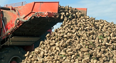 ŞEKER PANCARI ALIM FİYATI BELLİ OLDU