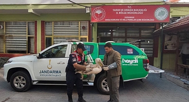 Karaman’da Yaralı Yaban Hayvanlarına Jandarma Şefkati