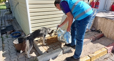 Öğrencilerden Hayvanlara Anlamlı Destek