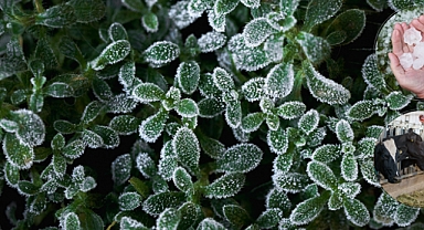 TARIM SİGORTALARI KAPSAMINDA EYLÜLDE ÜRETİCİLERE 3,15 MİLYAR LİRA HASAR TAZMİNATI ÖDENDİ