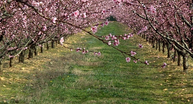 Tarım Sigortası Olmayan Üreticilere 707 Milyon 112 Bin Lira Destek Ödemesi