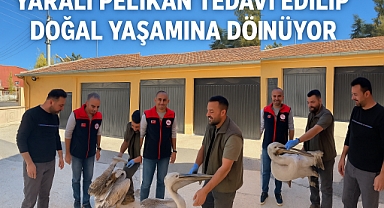 Yaralı Pelikan Tedavi Edilip Doğal Yaşamına Dönüyor