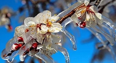 Zirai Dondan Etkilenen Üreticilere 798 Milyon Lira Yeni Destek Ödemesi Yapıldı