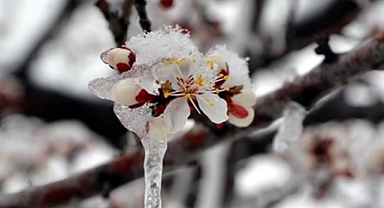 221 Milyon Liralık Zirai Don Desteği Bugün Üreticilerin Hesaplarında