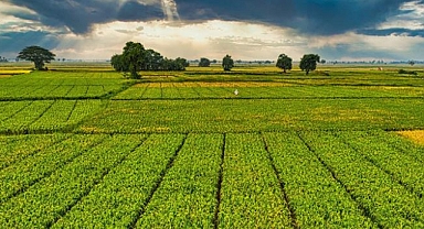 Çiftçilere 1 Milyar 46 Milyon Liralık Tarımsal Destek Ödemesi