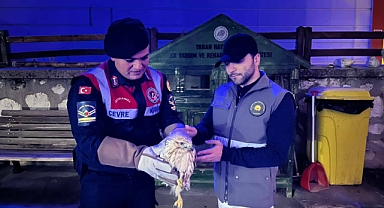 Karaman’da Yaralı Paçalı Şahin Koruma Altına Alındı