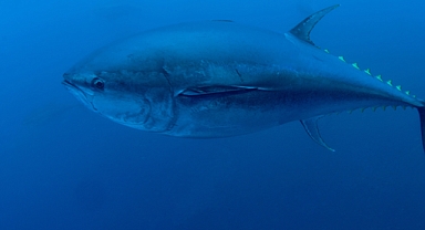 Türkiye’nin Orkinos Kotasında Yüzde 20 Artış