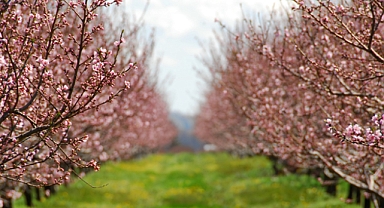Bakan Yumaklı: Meyve ve Sebzelerde Don Riskine Karşı Kapsamı Genişletiyoruz