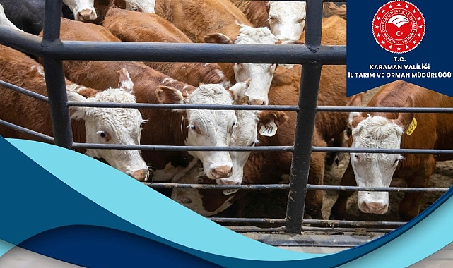 2026 Yılı Besilik Sığır İthalatı İcmal Listesi Askıya Çıkarıldı