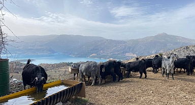 Ermenek’te Hayvancılık ve Tarım Çalışmaları Aralıksız Sürüyor