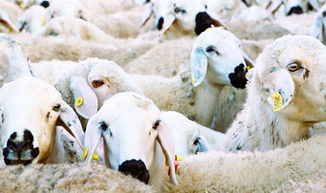 “Kırsalda Bereket” Projesi Başlıyor: 150 Bin Küçükbaş Dağıtılacak