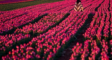 Türkiye’nin En Büyük Lale Arazisi Ziyarete Açılıyor: Atlas Lale Festivali 18 Nisan’da Başlıyor