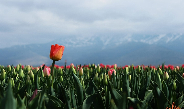 Türkiye’nin En Büyük Lale Arazisi Ziyarete Açılıyor: Atlas Lale Festivali 18 Nisan’da Başlıyor