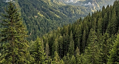 Yumaklı’dan Orman Haftası Mesajı: “Yeşil Vatan En Büyük Miras”