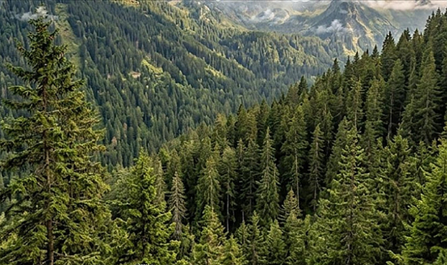 Yumaklı’dan Orman Haftası Mesajı: “Yeşil Vatan En Büyük Miras”
