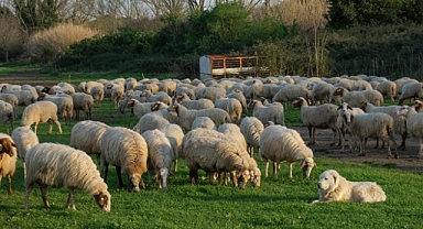 “Kırsalda Bereket Küçükbaşa Destek Projesi” Başvuruları Başladı
