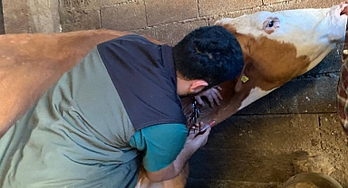 Şap Bağışıklık Sürveyi Kapsamında Büyükbaş Hayvanlardan Kan Örnekleri Alındı