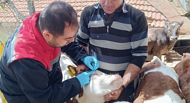 Hayvancılıkta Aşılama ve Küpeleme Çalışmaları Sürüyor