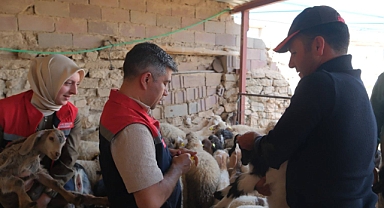 Karaman’da Hayvancılıkta Kayıt Sistemi Güçleniyor