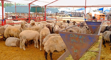 Karaman’da Kurban Pazarlarında Sıkı Denetim: Vatandaşlara “Tarım Cebimde” Bilgilendirmesi