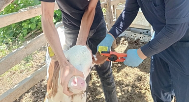 Başyayla’da Büyükbaş Hayvanlara Kimliklendirme ve Brucella Aşılama Çalışması