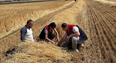 Kazımkarabekir’de 2026 Yılının İlk Hububat Hasadı Gerçekleştirildi