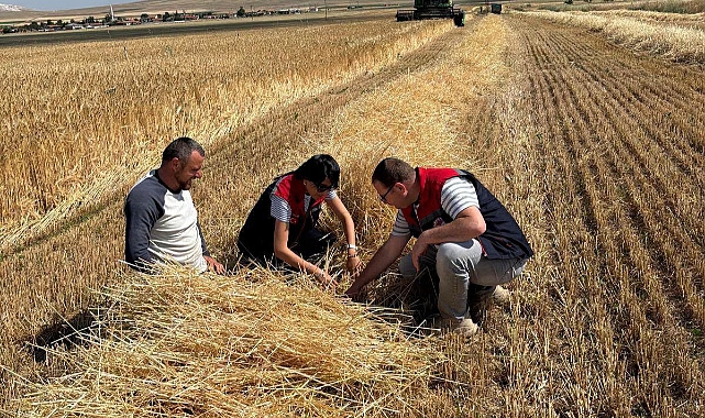 Kazımkarabekir’de 2026 Yılının İlk Hububat Hasadı Gerçekleştirildi
