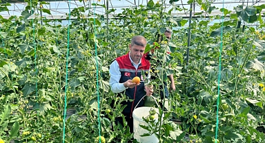 Ayrancı’da Sera Ürünlerinde Hasat Başladı