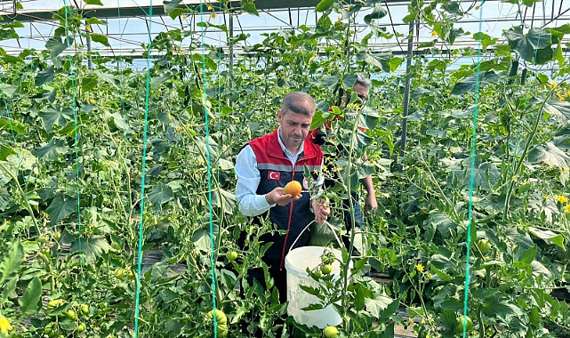 Ayrancı’da Sera Ürünlerinde Hasat Başladı