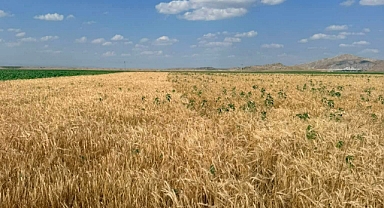 Çiftçilerin mağduriyeti için hukuki süreç başlatıldı