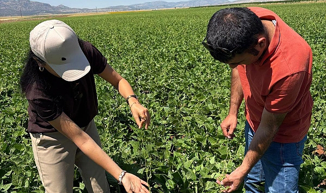 Karaman’da TAKE Projesi Kapsamında Nohut ve Fasulye Alanlarında Saha Denetimleri Sürüyor