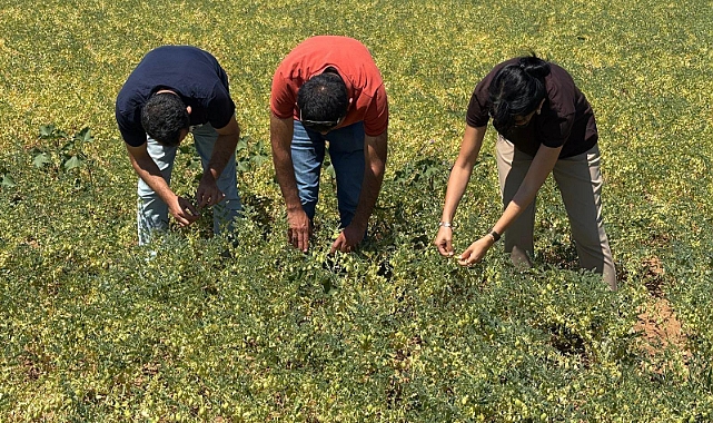 Karaman’da TAKE Projesi Kapsamında Nohut ve Fasulye Alanlarında Saha Denetimleri Sürüyor