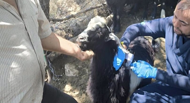 Karaman’da Tarımsal Denetimler ve Hayvan Sağlığı Çalışmaları Sürüyor