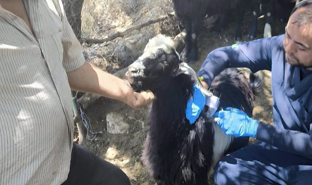 Karaman’da Tarımsal Denetimler ve Hayvan Sağlığı Çalışmaları Sürüyor